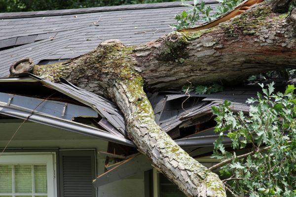 Storm Remediation in Humble